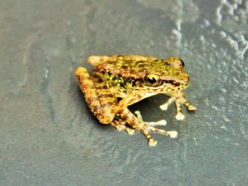 Amolops sp.