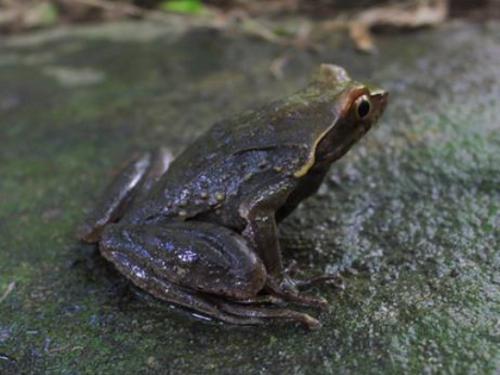 Megophrys sp4.