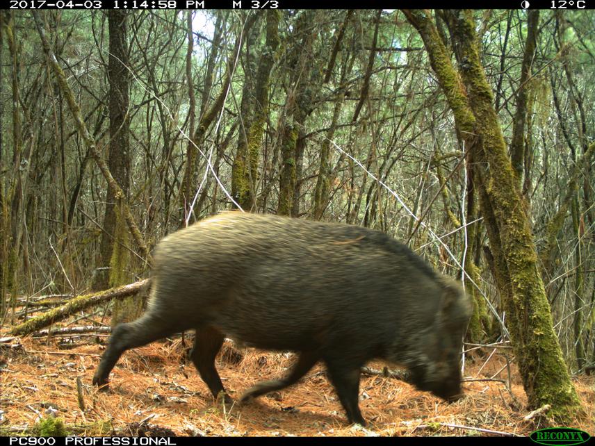 Wild boar.