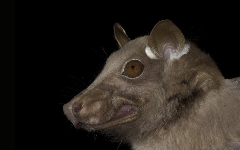 Epomophorus gambianus crypturus. ©E.C.J Seamark (AfricanBats NPC).