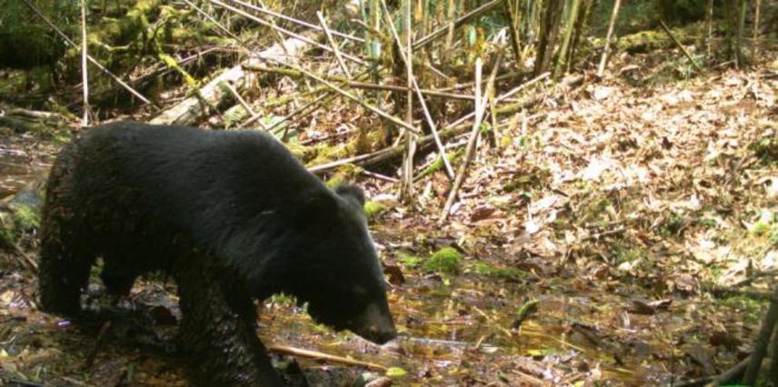 Himalayan Black bear capture in camera trap.