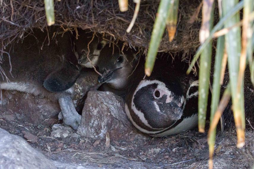 Magellanic penguin and two chicks.
