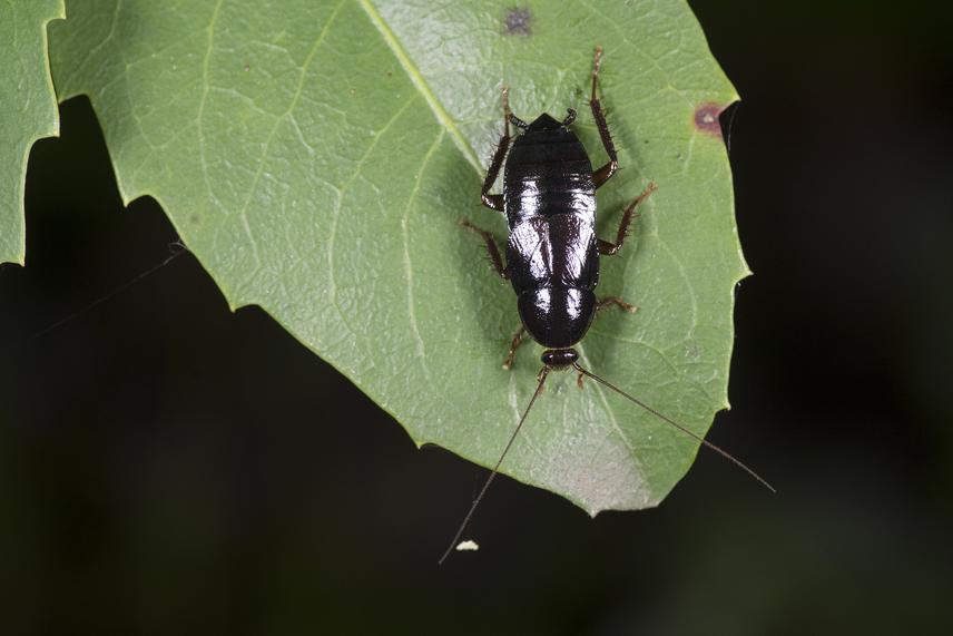 Moluchia brevipennis on native bush in night observations. © B. Segura