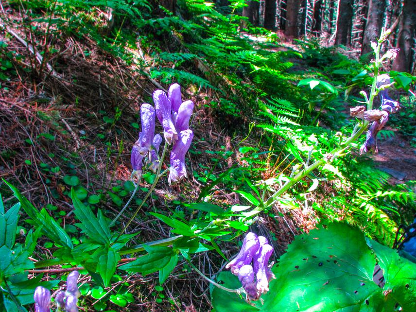 Aconitum moldavicum.