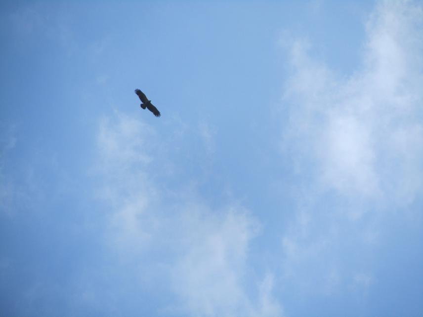Lesser Spotted Eagle (Aquila pomarina) – is one of the 5 true Eagles species in Ukraine. Kyiv region, National nature park “Golosiivs`ky”.