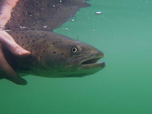 Releasing the biggest one caught during our research 81cm 5.6kg.