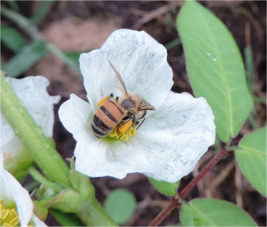 Apis mellifera Echinodorus.