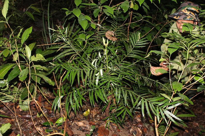 Amentotaxus argotaenia.