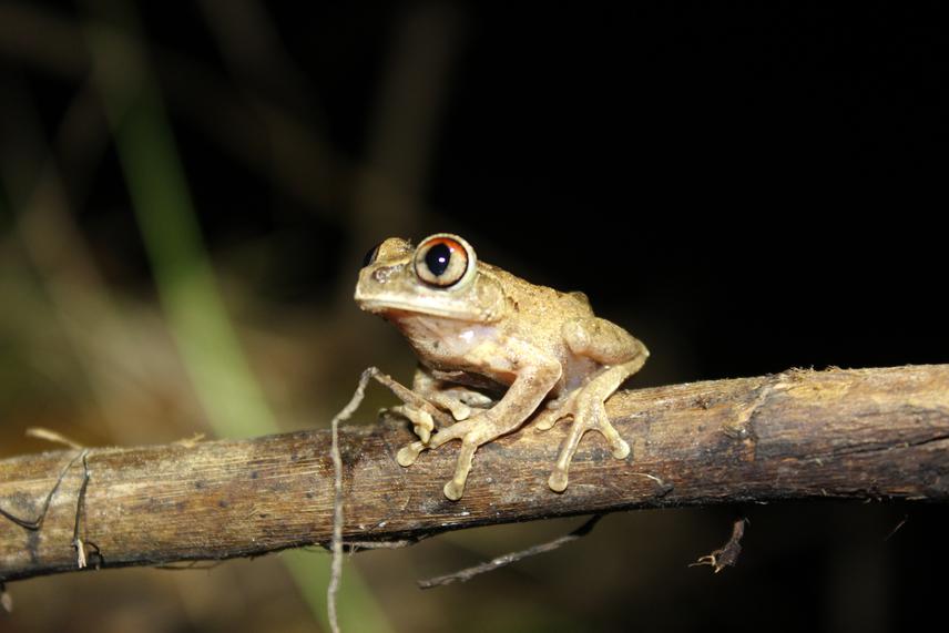 Leptopelis spiritusnoctis.