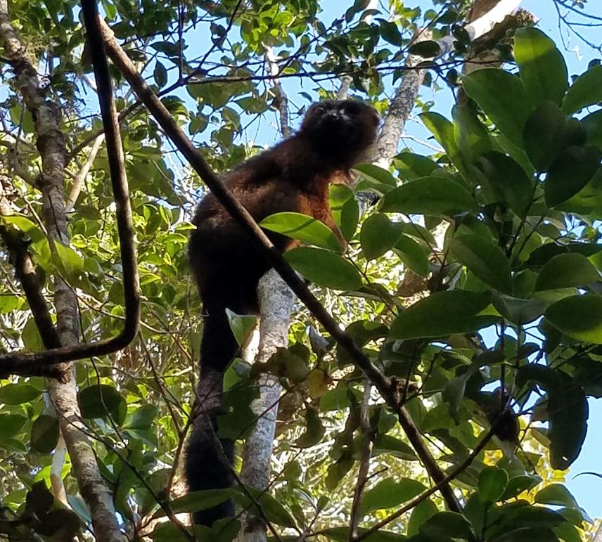One of the lemur species dispersing guava seeds