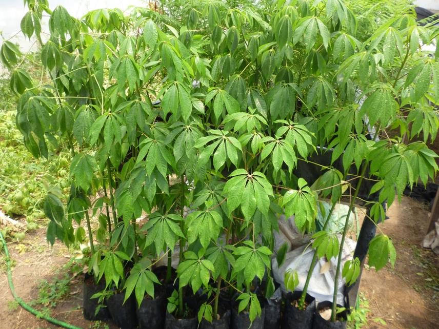 Breeding of Palo Borracho in nursery.