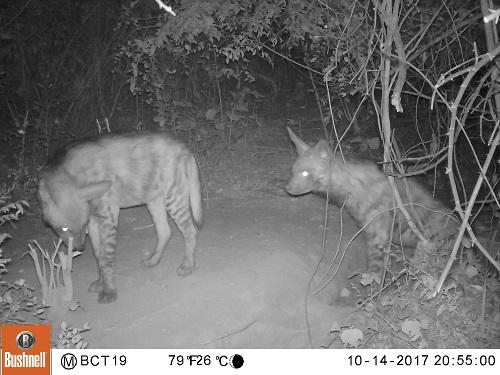 Striped hyaena in denning site.
