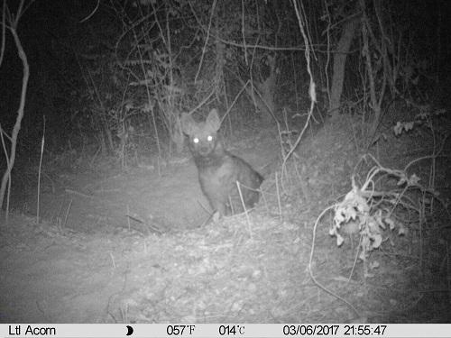 Hyaena comming out of den.