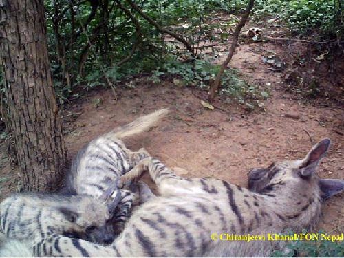 Rare image of mother hyaena breastfeeding her cub was captured.