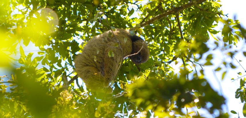 21498-1maned_sloth_sampled_point25.jpg