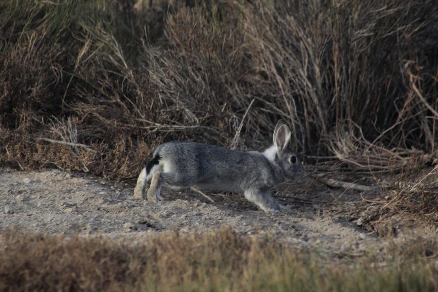 Europe rabbit in Reserve Llancanelo. © Lucas Aros, park ranger.