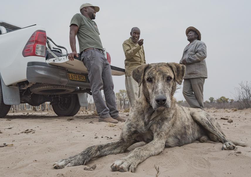 Phale Seele, monitoring livestock guarding dogs