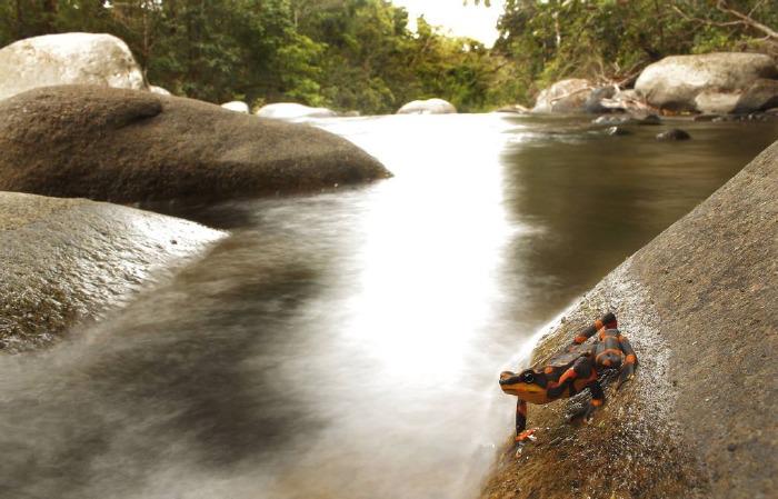 Atelopus varius.