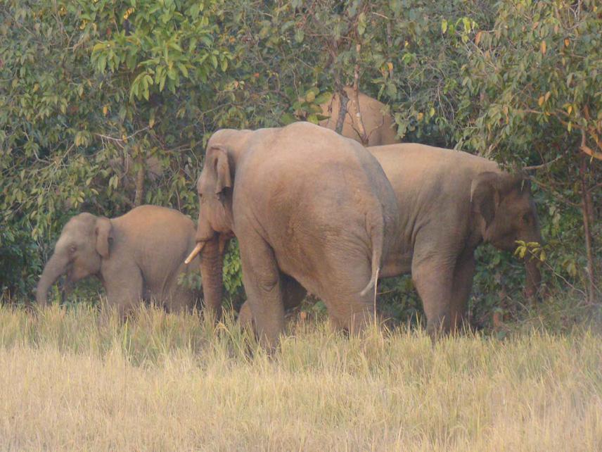 Elephant Herd in Paddy Field.