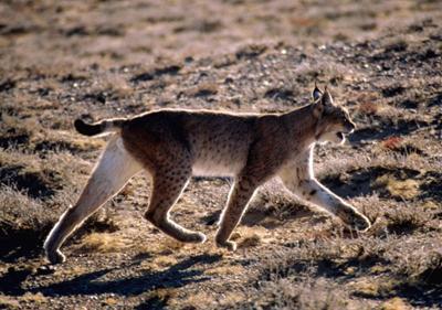 Eurasian lynx (Lynx lynx) near the Ikh Nartiin Chuluu Nature Reserve. Lynx occur throughout the arid grasslands of Mongolia and face heavy persecuted by livestock herders.   © Steve Cain.