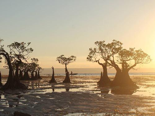 Aegialitis annulata in Sumba. © Ari.