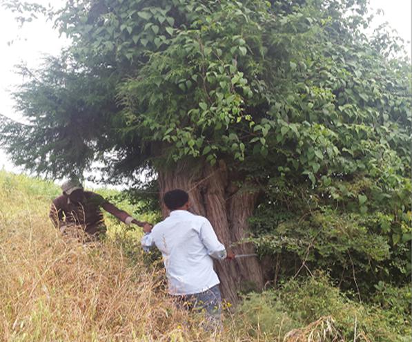 Retained tree of Juniperus procera in an agricultural landscape around Chilimo natural forest, Oromia, Ethiopia. Photo © Habte Telila
