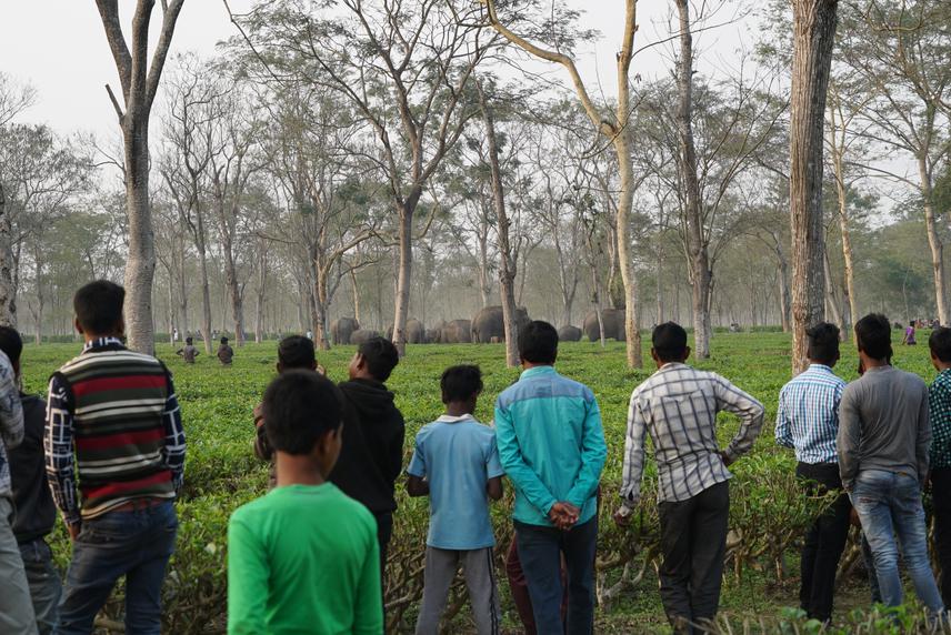 An elephant herd moving across a tea-estate at the project site.