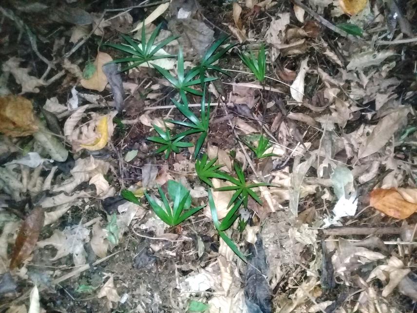 Young palm growing inside a forest.