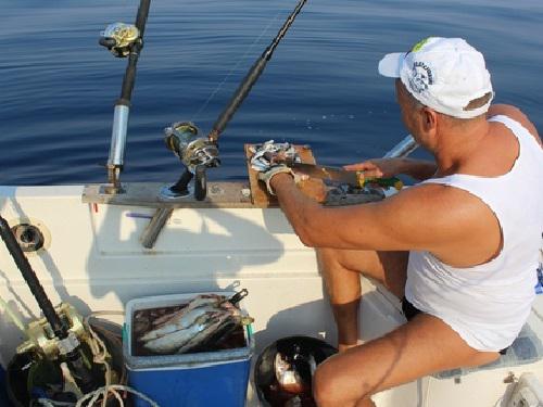 Fieldwork sardine chumming for sharks.