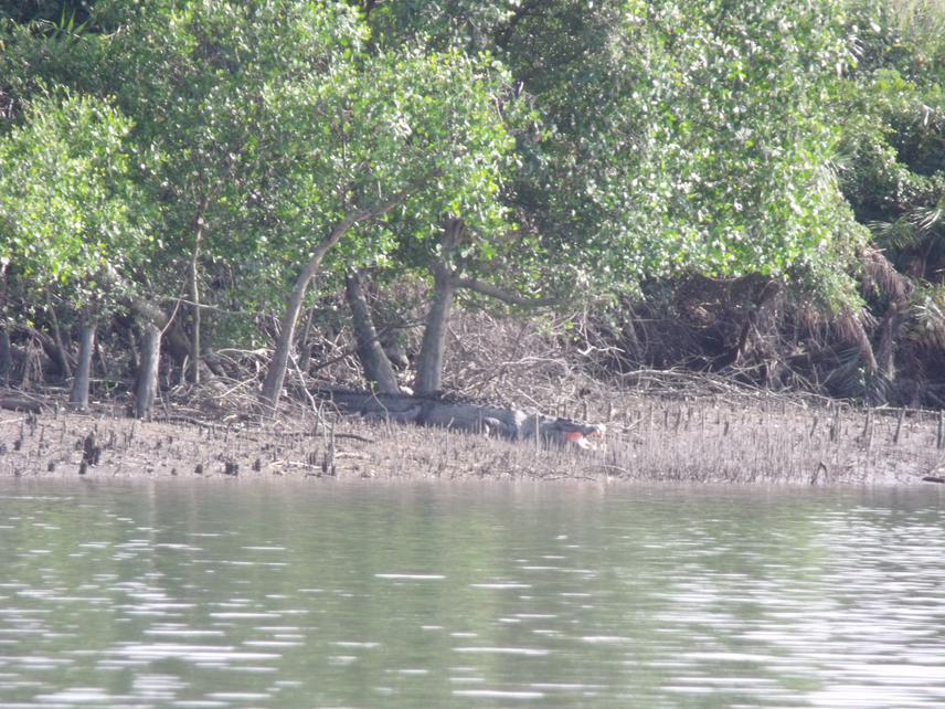 Crocodylus Porosus.