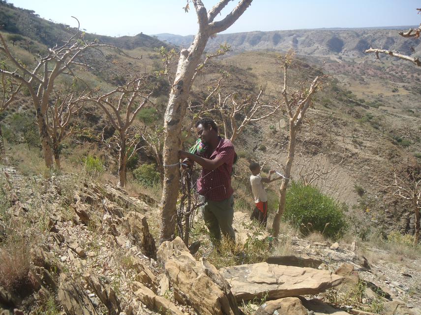 Diameter, regeneration and height measurements of Boswellia papyrifera trees species