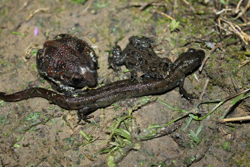 Pelobates fuscus, Bombina bombina and Triturus dobrogicus.
