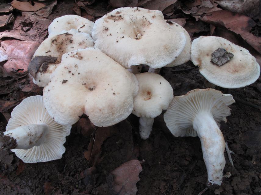 Lactarius foetens. ©Prof. N S Yorou, University of Parakou, Benin.