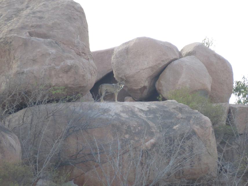 Indian Grey Wolf.