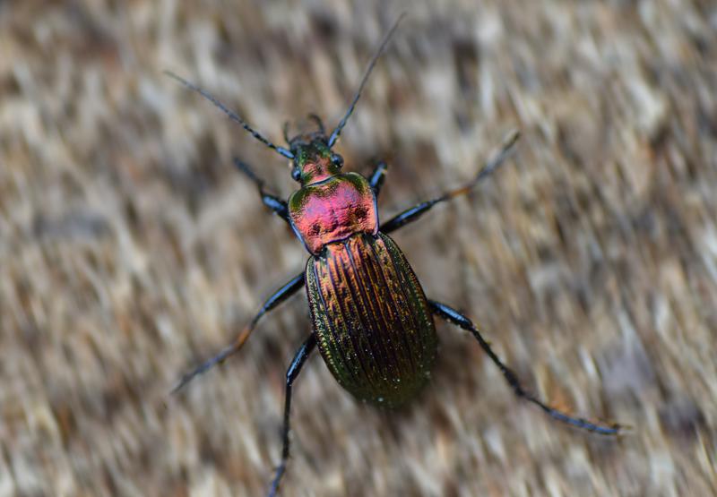 Carabus ullrichii Germar, 1824.