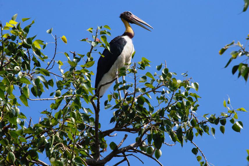 Lesser adjutant, Aama VDC ©G.Prajapati