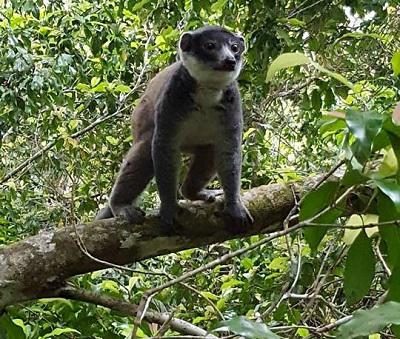 Eulemur mongoz from Moheli. ©Thani.