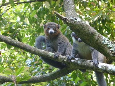 Eulemur mongoz. ©Thani.