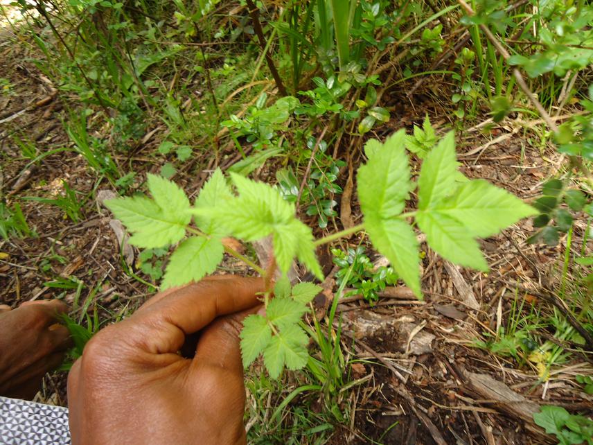 Seeding of Hagenia abyssinica.