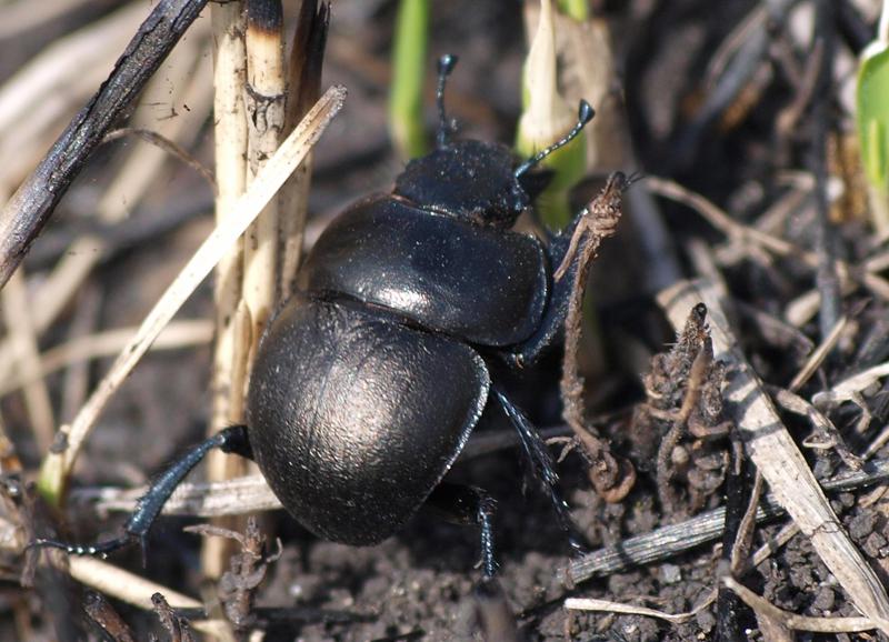 Lethrus apterus.