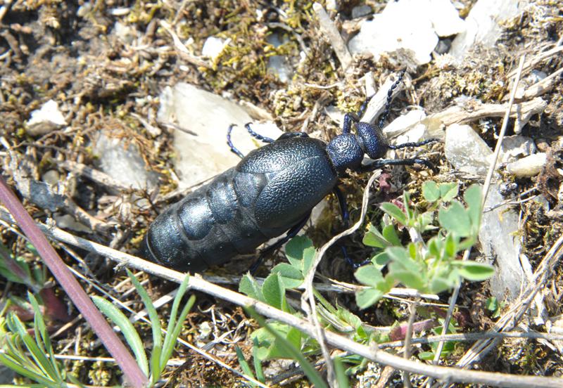 Meloe proscarabeus.