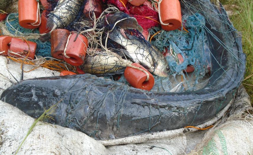Singidia Tilapia and African catfish caught during monitoring of the recovery of fish populations on Lake Kayugi