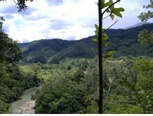 Forest.