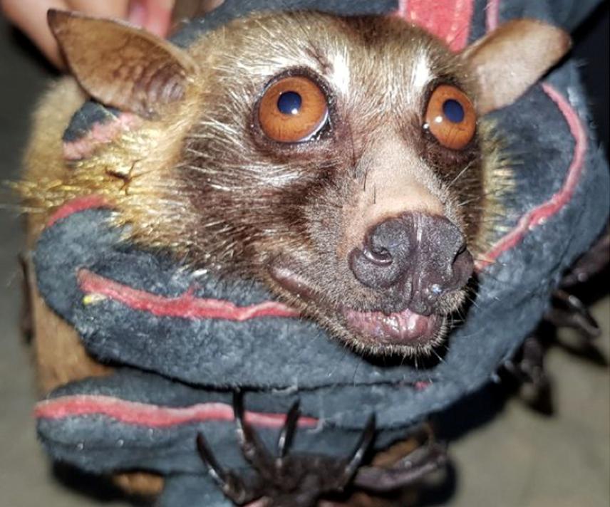 Acerodon celebensis, Sulawesi Flying fox, captured in Pulau Tangkuladi