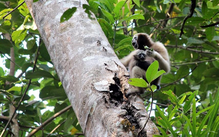 Hoolock gibbon female with infant.