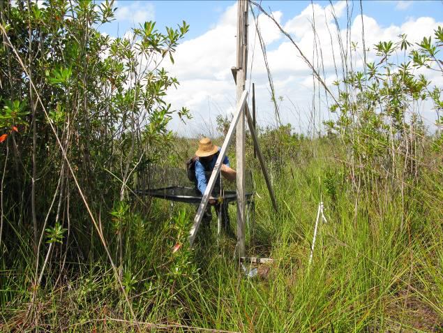 Research assistant, Salahuddin, collecting seeds and bird-faeces from seed-fall traps at perch position, 50m from forest edge.
