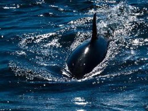 Killer Whale.