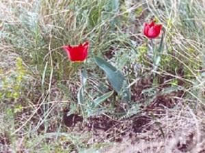 Tulipa gesneriana L.