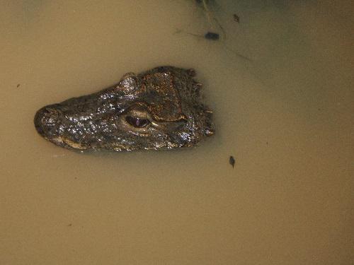 A record of West African Dwarf Crocodile in KNUST Wewe Catchment (photo credit @Michael Starkey.