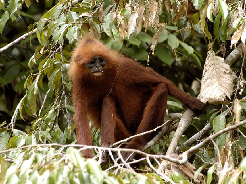 Red langur.